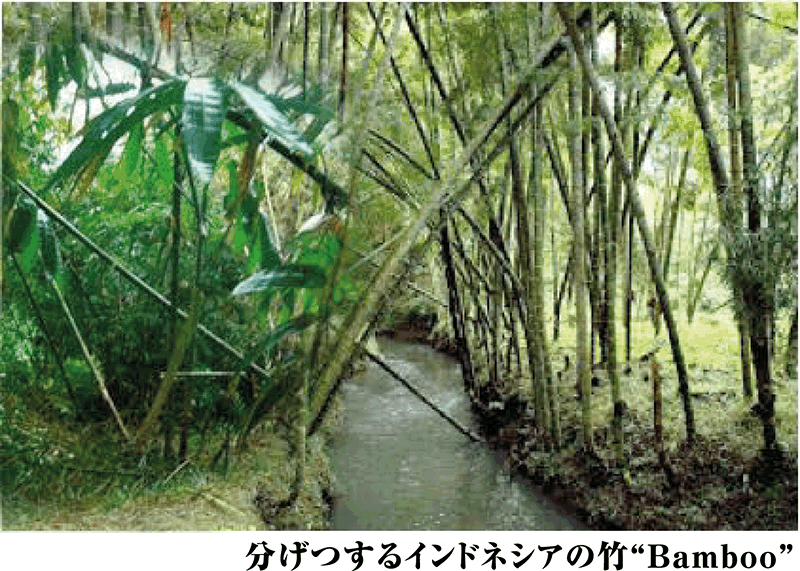 分げつするインドネシアの竹バンブー